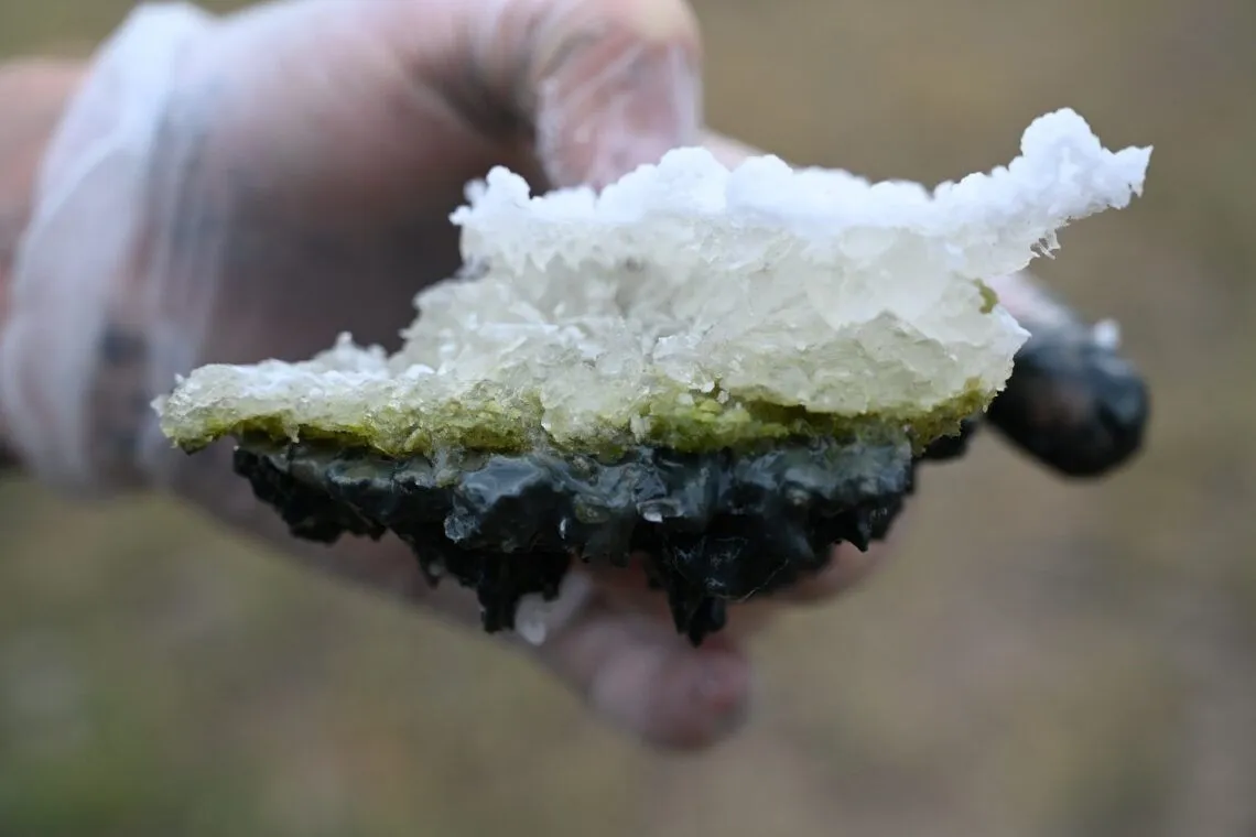 Aus dem Last Chance Lake geborgene Salzkruste mit Grünalgen und schwarzem Sediment an der Basis