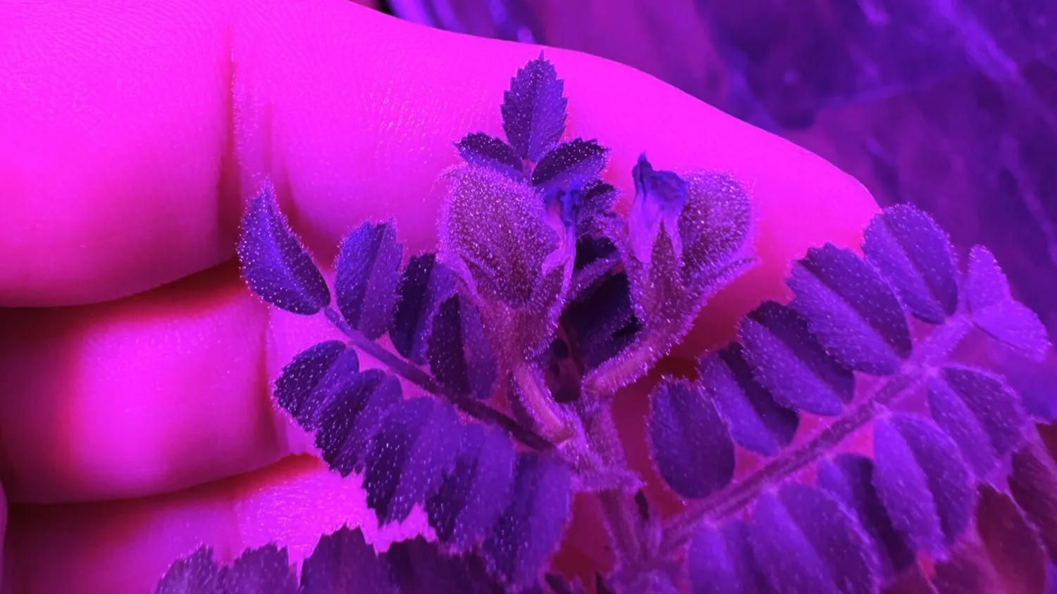 ein violett gefärbtes Licht färbt alles rosa. Die Finger einer Hand sind aus der Nähe zu sehen, wie sie kleine Blätter eines Pflanzenwachstums umarmen.