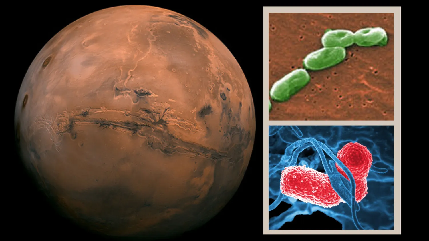 (Links) Der Mars als zukünftiges Ziel für die Erforschung des Weltraums durch den Menschen (Rechts) Zwei der von den Forschern gefundenen Bakterien können im Marsboden überleben