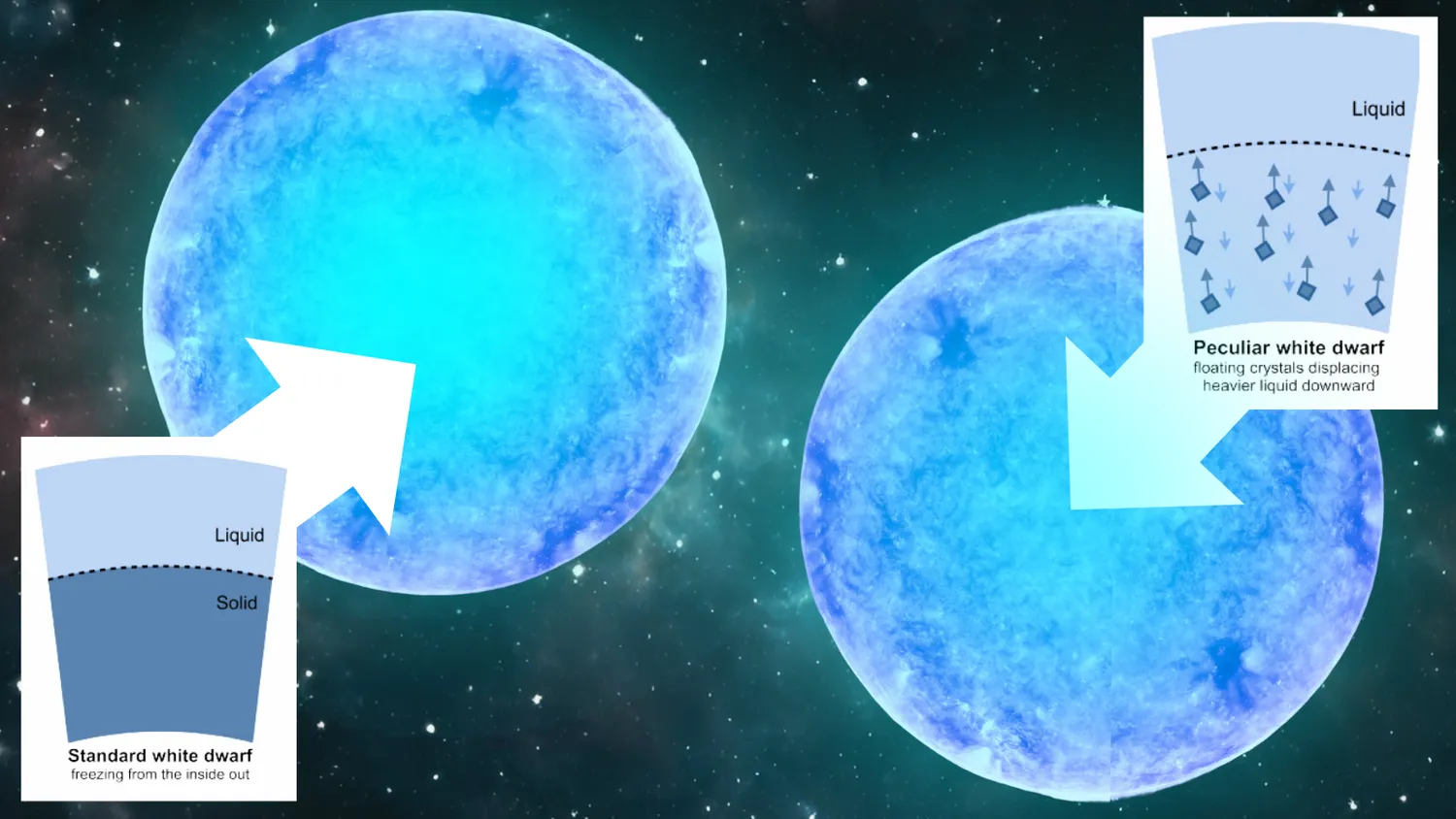 Zwei alternative Modelle für das Innere von Weißen Zwergen nebeneinander gestellt. Die Sterne sehen wie große blaue Kugeln aus; Pfeile zeigen an, wo sich bestimmte Schichten und Prozesse befinden