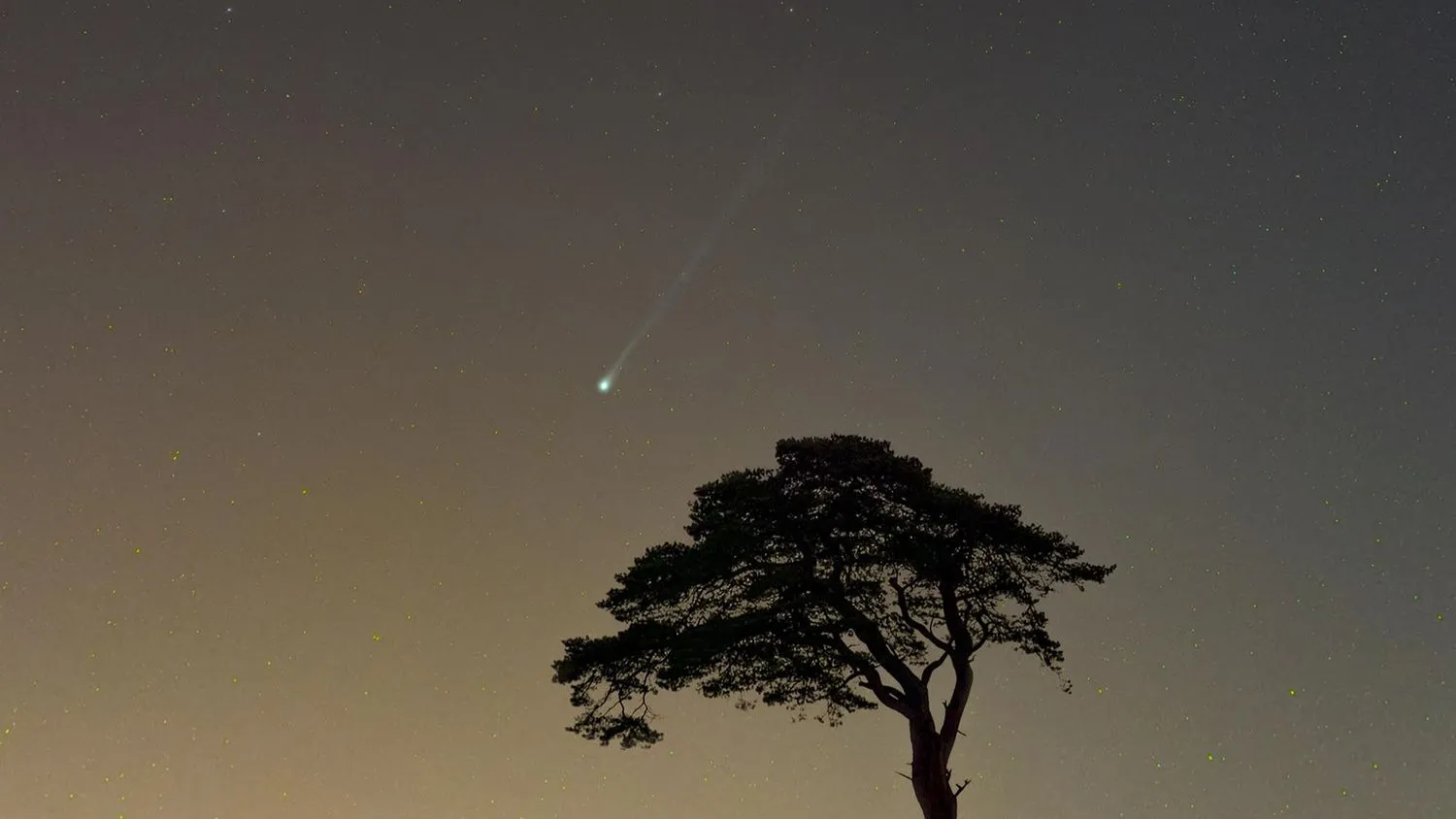 Komet 12P/Pons-Brooks erscheint als grüner Streifen am Himmel über einem einzelnen silhouettierten Baum